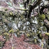 Plants: image 92 Of 208 Thumb